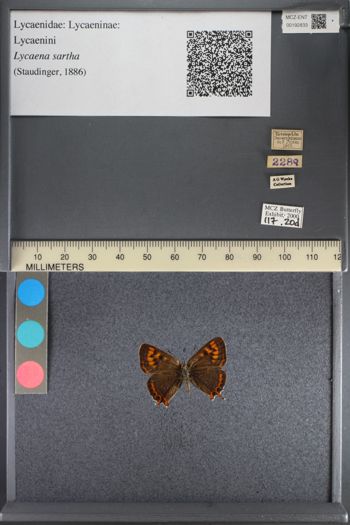 Media type: image;   Entomology 192833
